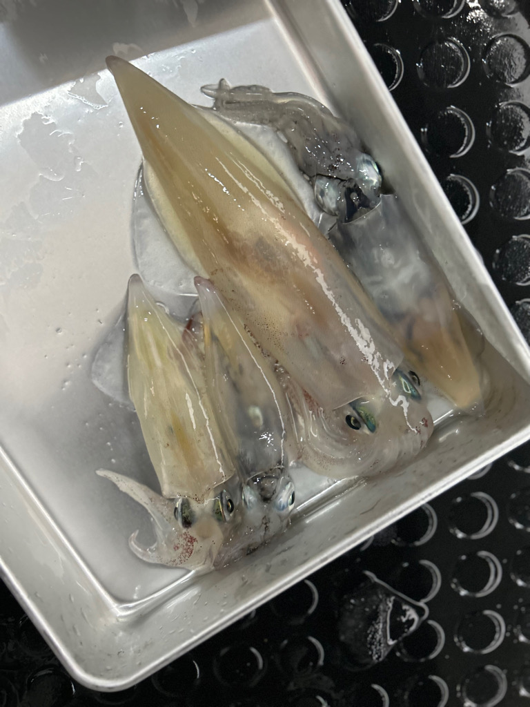 激渋イカメタル