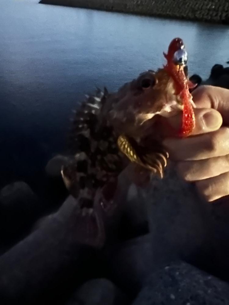 ライトロックでガシラ祭り