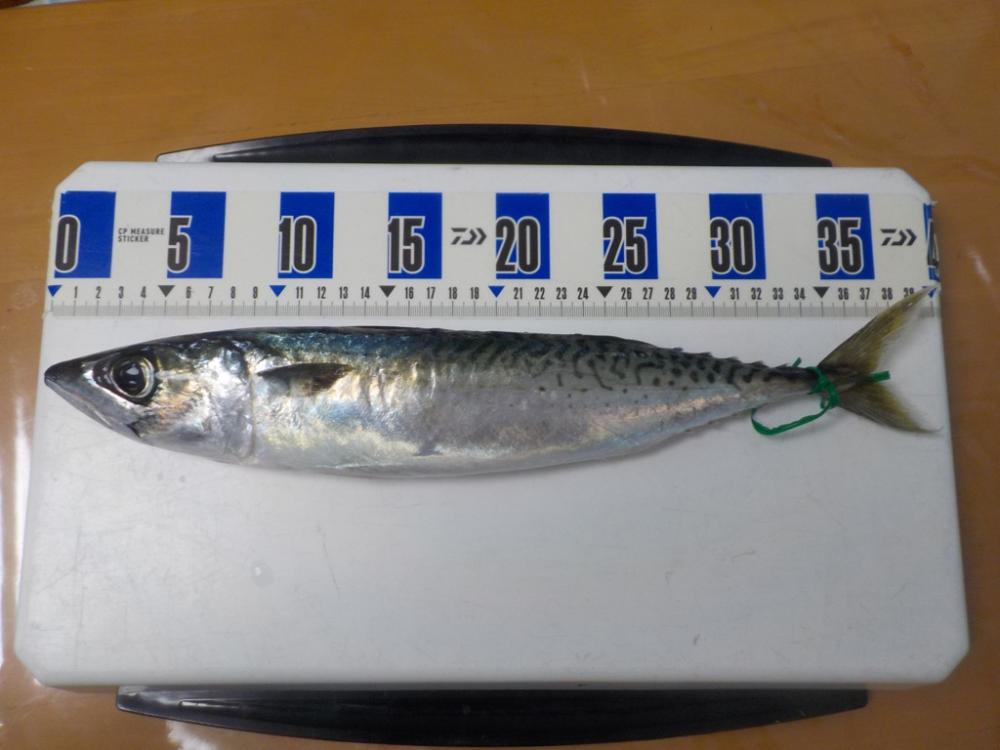 アマラバ初挑戦