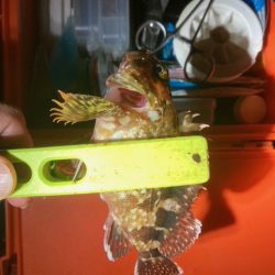 メバリング、アジング