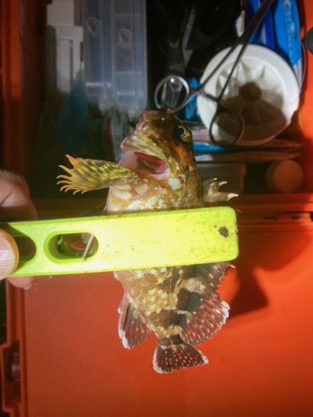 メバリング、アジング