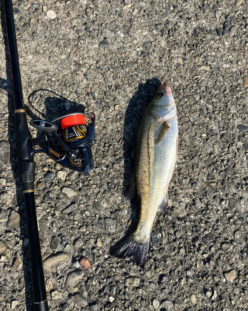 エビ撒き釣りでグレ&チヌ
