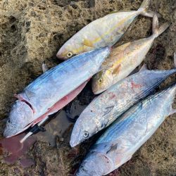 ネリゴ、ハガツオゲット