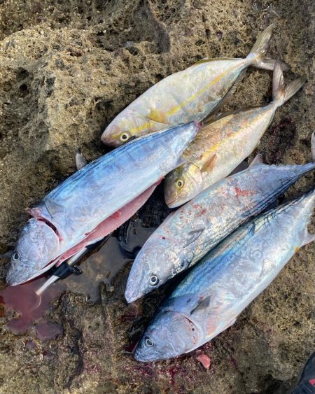 ネリゴ、ハガツオゲット