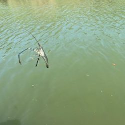 手長エビ釣り｜居場所見つけたら大連チャン