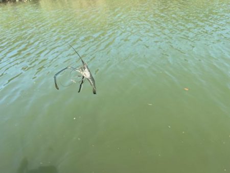 手長エビ釣り｜居場所見つけたら大連チャン