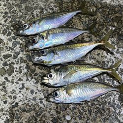 姫路離島のアジング｜渋くなってきた・・・ケンサキイカはまだ早い！