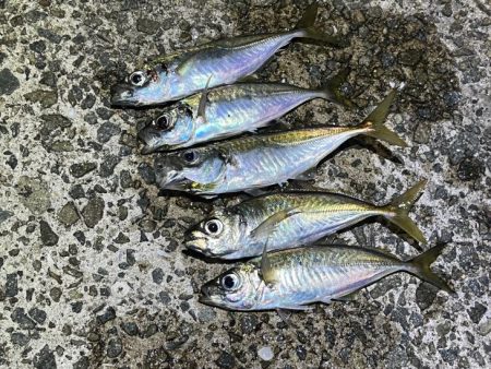 姫路離島のアジング｜渋くなってきた・・・ケンサキイカはまだ早い！