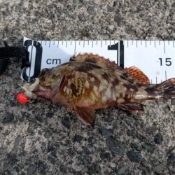 カワハギ狙うが、ちびアコウの猛攻