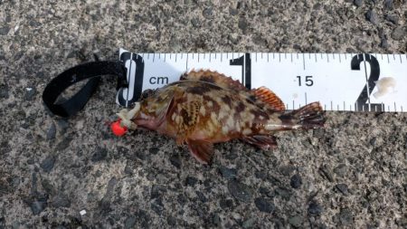 カワハギ狙うが、ちびアコウの猛攻