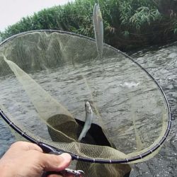 小鮎釣りの川、知内川で鮎イング