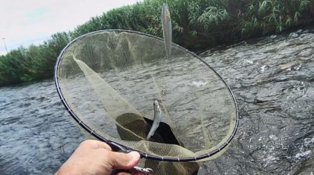 小鮎釣りの川、知内川で鮎イング