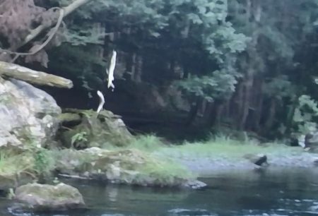 石田川で鮎イングから友釣へ