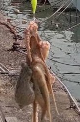 オクトパッシング