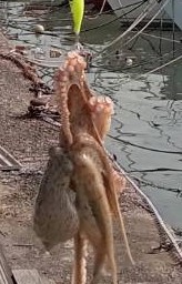 オクトパッシング