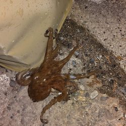 オクトパッシング