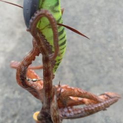 オクトパッシング