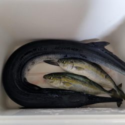 サーフでショアジギング(初投稿)