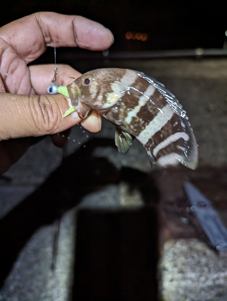 陸っぱり釣行記