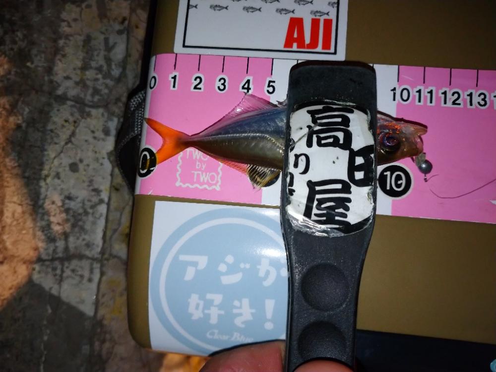 今夜も豆アジ修行