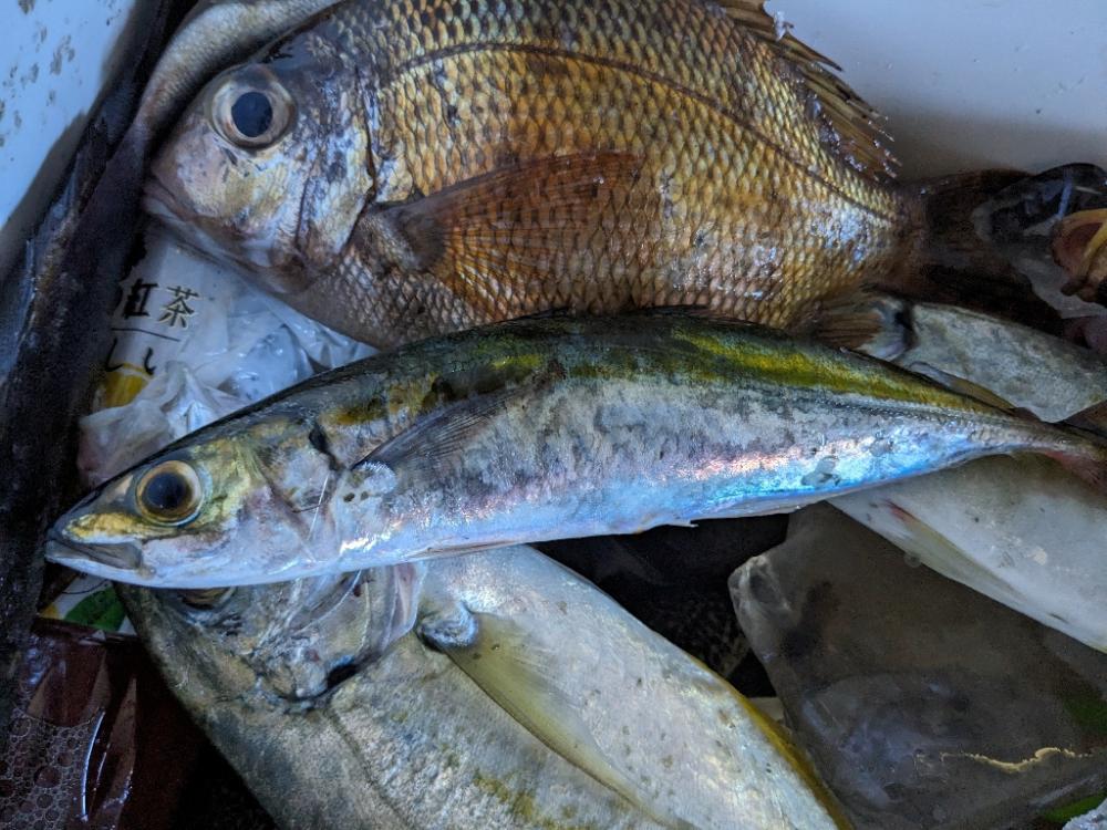 オオカミに逃げられました