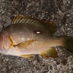 和歌山白浜の堤防で釣り