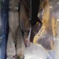 和歌山市江（吉丸渡船）でイカメタル