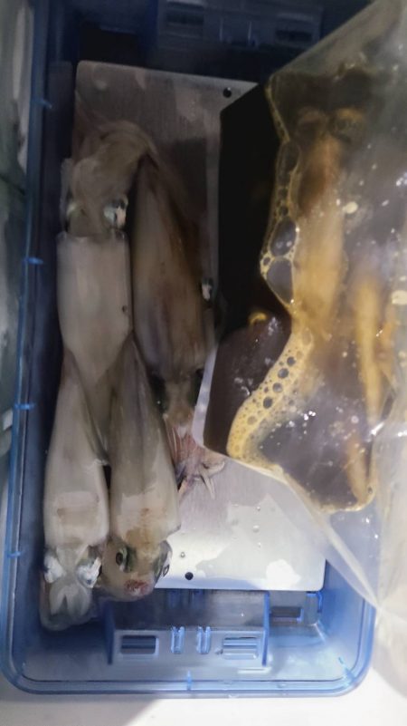 和歌山市江（吉丸渡船）でイカメタル