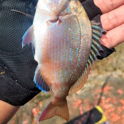 和歌山大引の磯でフカセ釣り