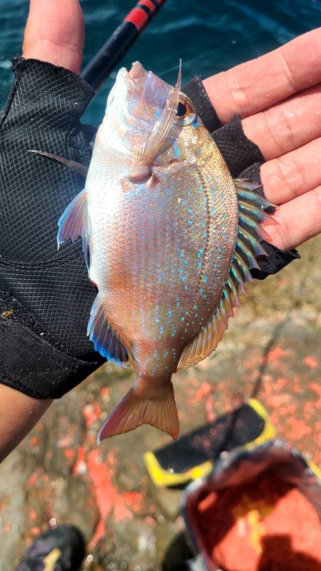 和歌山大引の磯でフカセ釣り