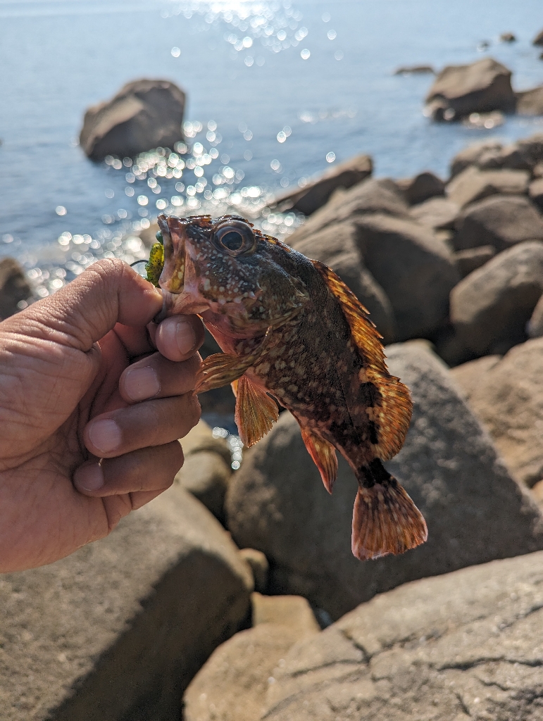 陸っぱり釣行記