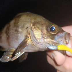 まだまだアジはおりますなぁ～