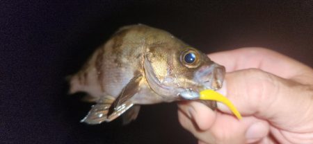 まだまだアジはおりますなぁ～