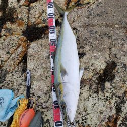 鰤っちやいました