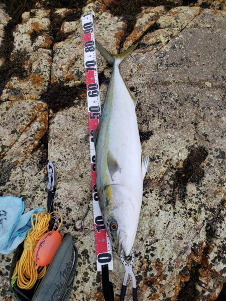 鰤っちやいました