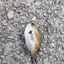 おおサバが釣りたくて