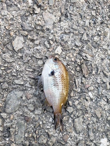 おおサバが釣りたくて