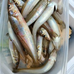 キス　大きくなり大漁