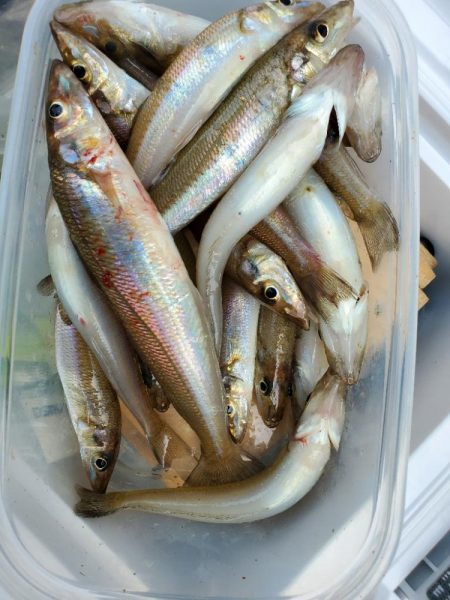 キス　大きくなり大漁