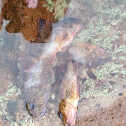 ロックフイッシュ&シーバス