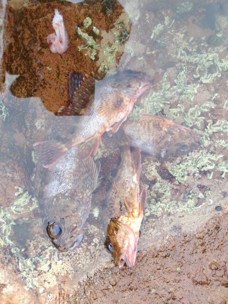 ロックフイッシュ&シーバス