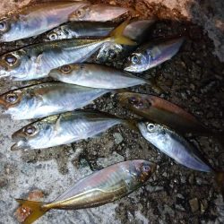 悶絶豆アジング