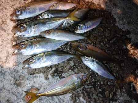 悶絶豆アジング