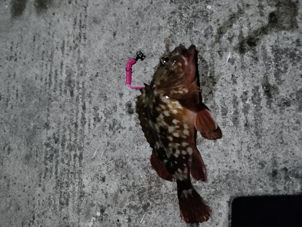 ガシラ