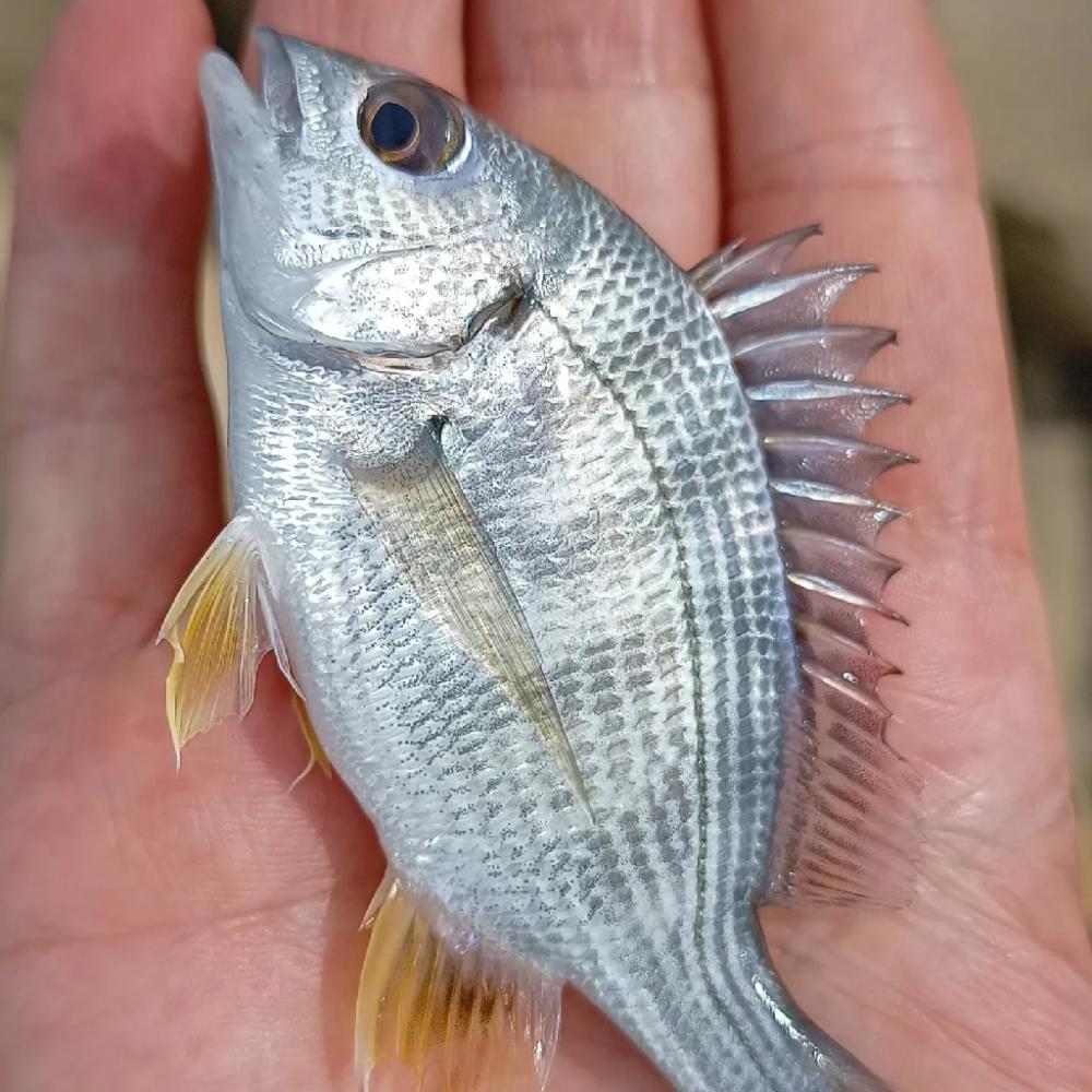 夏の暑い日中チヌ