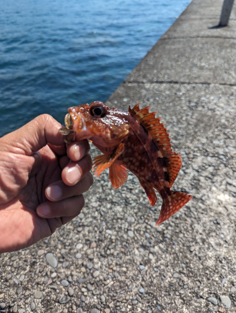陸っぱり釣行記