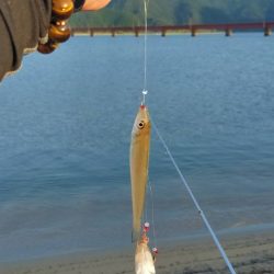 由良川河口でキス釣り