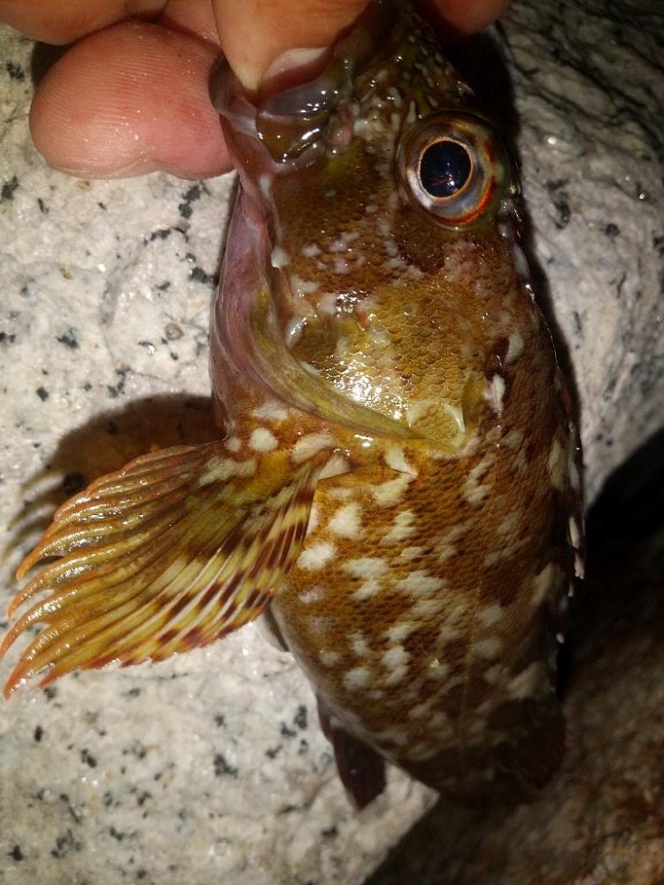 久しぶりのイソメで