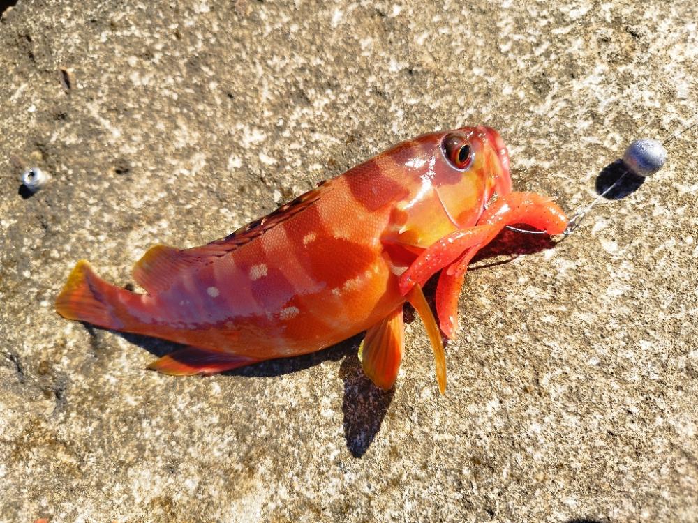 絞り出したアカハタ