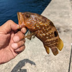 陸っぱり釣行記